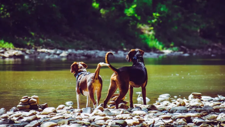 ¡Lo aprueban! Personas que rescaten a animales en CDMX serán recompensadas
