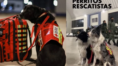 Perros rescatistas van apoyar a Turquía