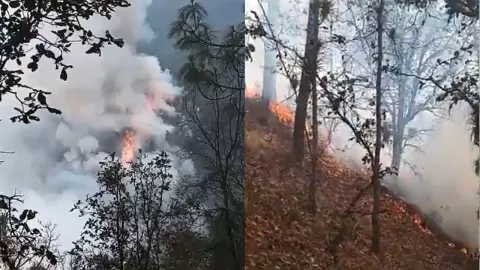 Incendio forestal en Santa Catarina Otzolotepec, Tehuacán amenaza flora local