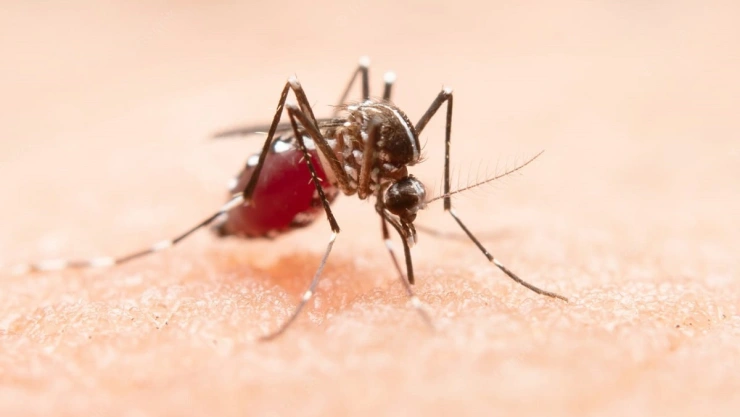 Mosquito del Dengue