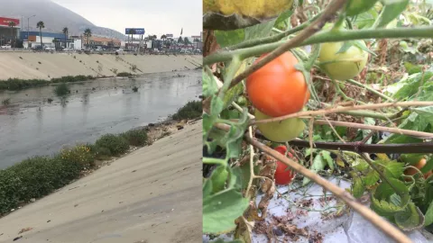Tomates en la canalización