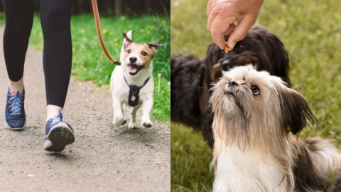 Cómo-hacer-que-los-perros-no-ladren-en-exceso