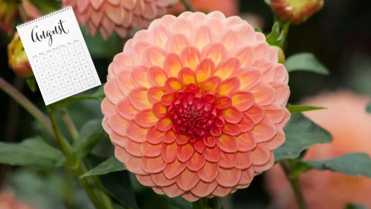 abono casero arroz.jpg