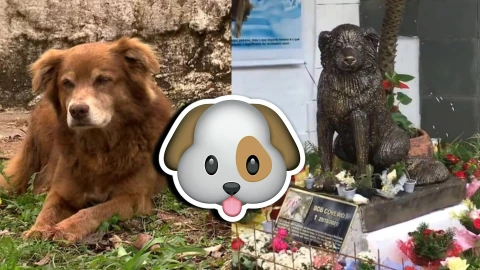 Autorizan entierro de mascotas junto a sus amos en panteones_ Así funcionará la nueva ley en Sao Paulo.webp