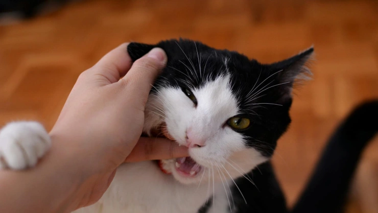 Persona acariciando un gato blanco con negro