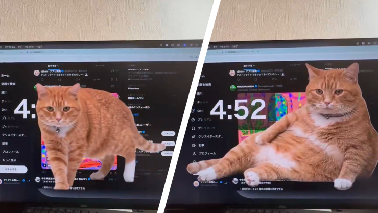 VIDEO_ Crean app con gato gordo que te bloquea pantalla cuando llevas mucho rato en la computadora.webp