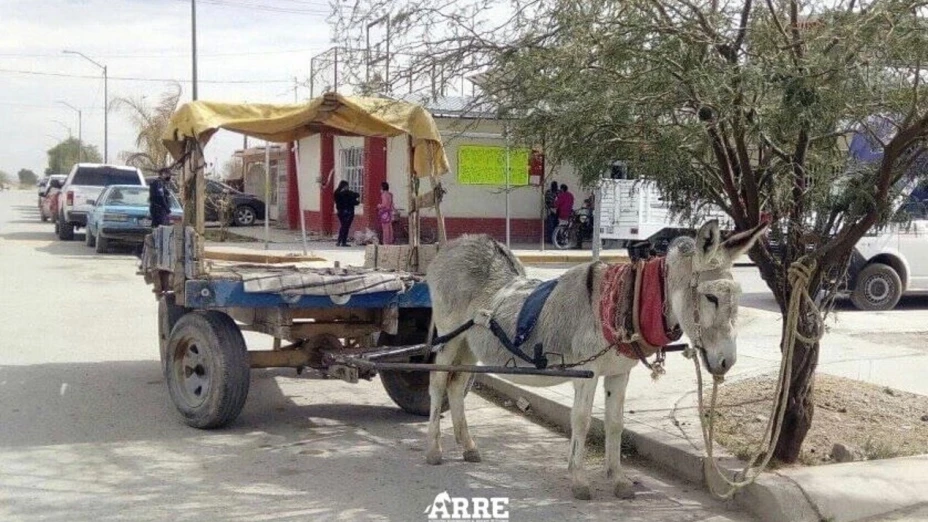 burra_durango.jpg