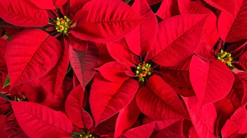 Closeup of red poinsettia flowers