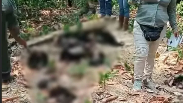 Monos aulladores mueren en Tabasco altas temperaturas