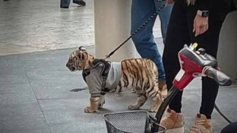 Tigre en Polanco 