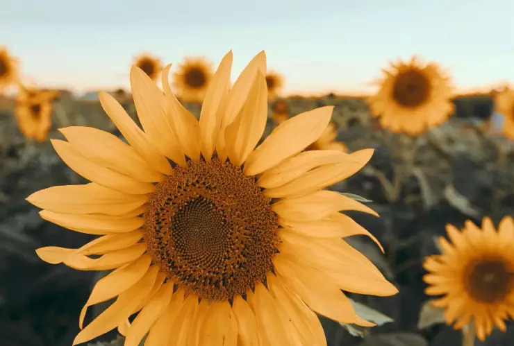 girasoles abejas Oaxaca