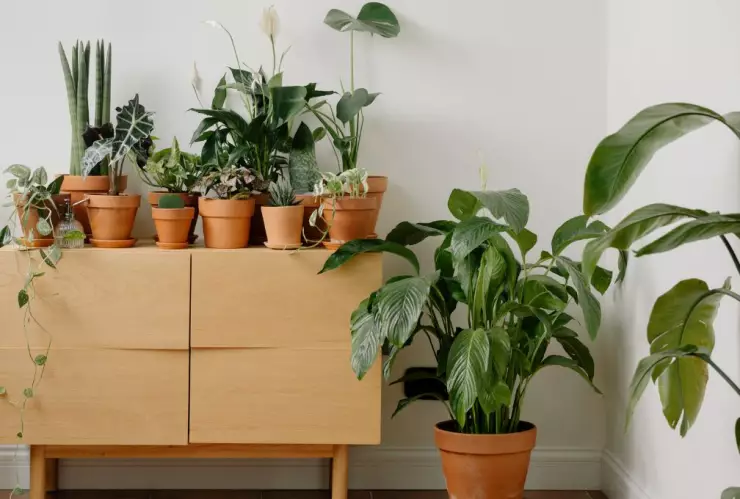 Atrae buenas vibras a tu casa con estas plantas energéticas