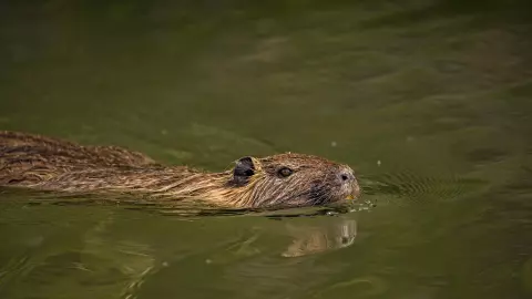 Capibara