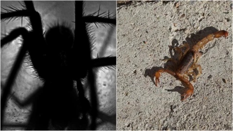 En alerta, estas regiones de Aguascalientes por presencia de araña violinista y alacranes