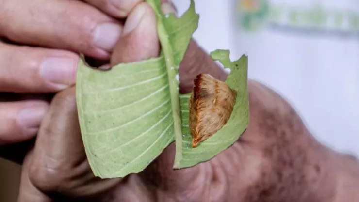 Oruga peluche se extiende en México y Centroamérica; especialistas advierten sobre sus espinas venenosas