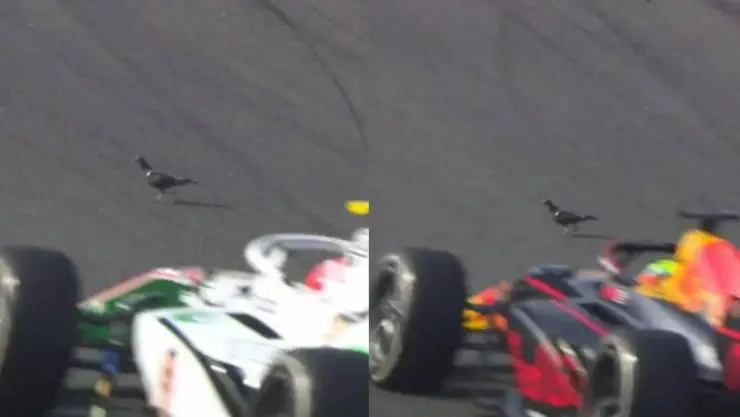 VIDEO Paloma reta a pilotos en el GP de Países Bajos
