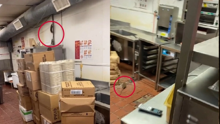 ratas restaurante TikTok.jpg