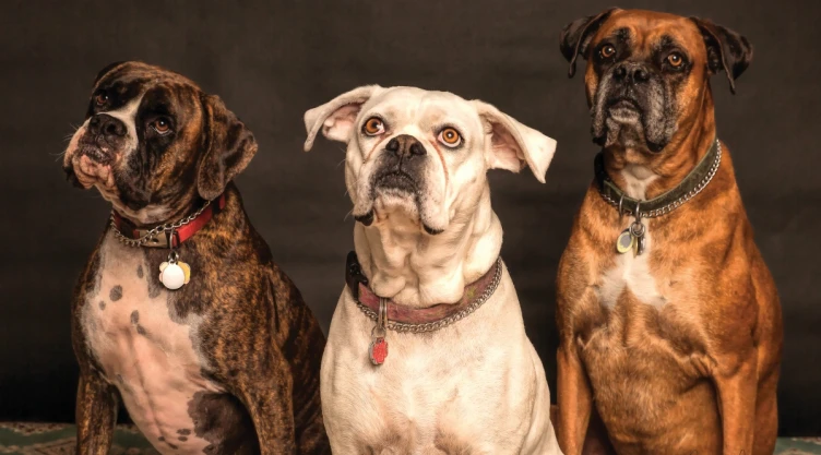 ataque perro cuanto es la multa CDMX