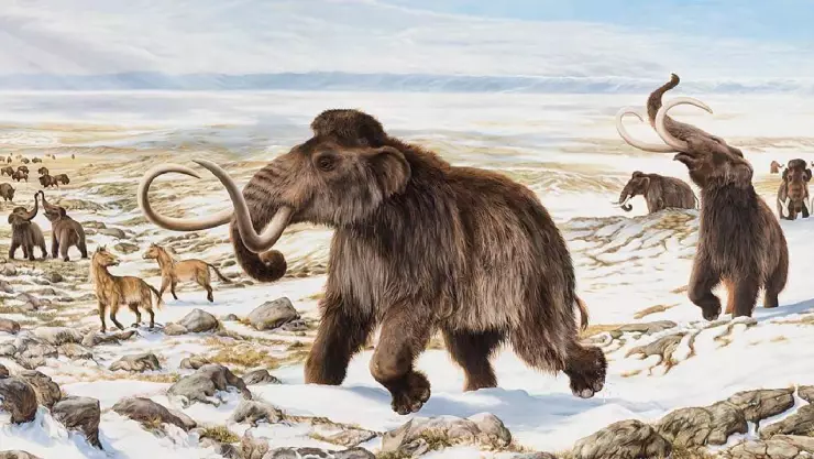 Nueva hipótesis sostiene que el exceso de polen fue una de las causas de la extinción de los mamuts