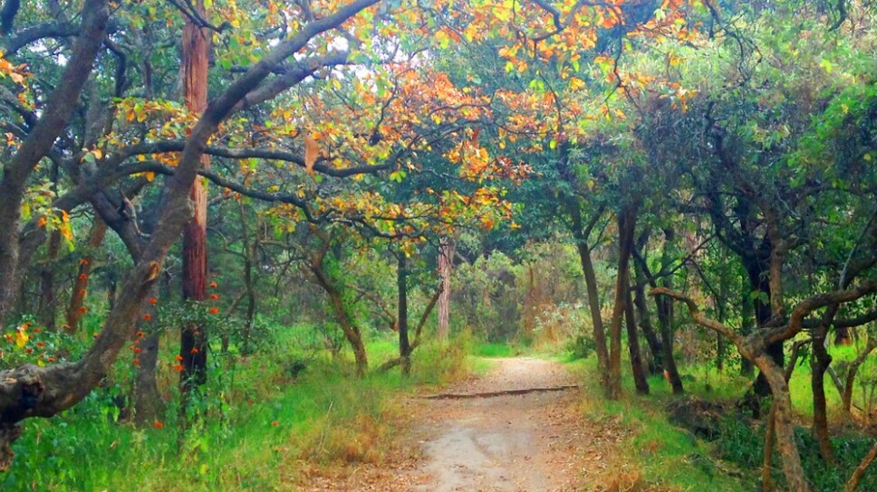 Bosque de Tlalpan