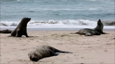 hallan muertas 7 mil focas en Namibia