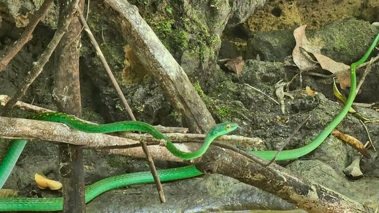 Lista de serpientes endémicas de Chiapas y su importancia ecológica
