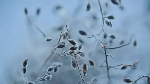 ¿Por qué diciembre 2024 será el mes más frío con heladas en gran parte de México Esto dice Conagua