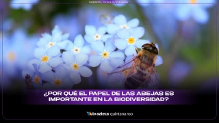 ¿Por qué las abejas son importantes en la biodiversidad del planeta?