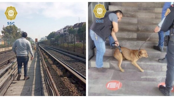 perro Línea 2 Metro