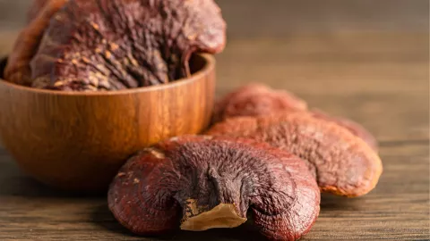 Hongo de la eterna juventud: ¿Cuál es y por qué es un aliado contra el cáncer?