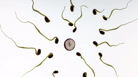 infertil estudio humanidad