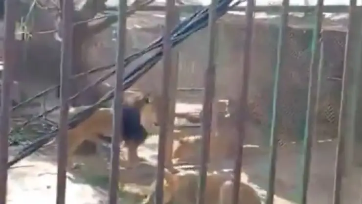 ¡Aterrador! Hombre abre jaula de leones y es brutalmente atacado; revelan VIDEO