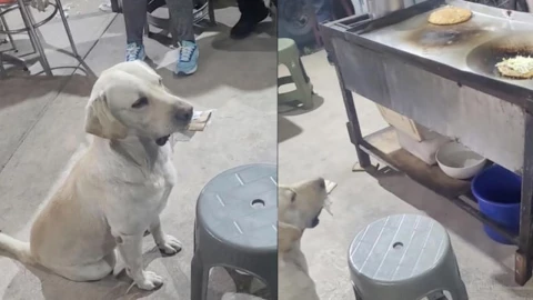 perrito de la calle cambia objetos por comida