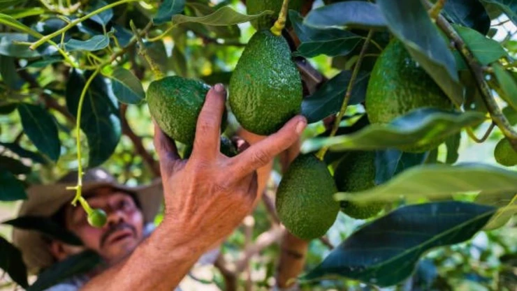 Aguacate se vende hasta en 150 pesos en México