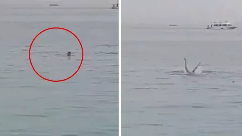 Hombre es devorado por un tiburón en Egipto en el Mar Rojo