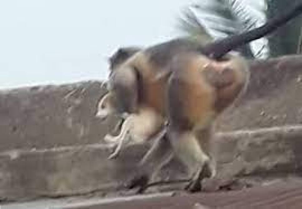 monos matan a perritos en la india