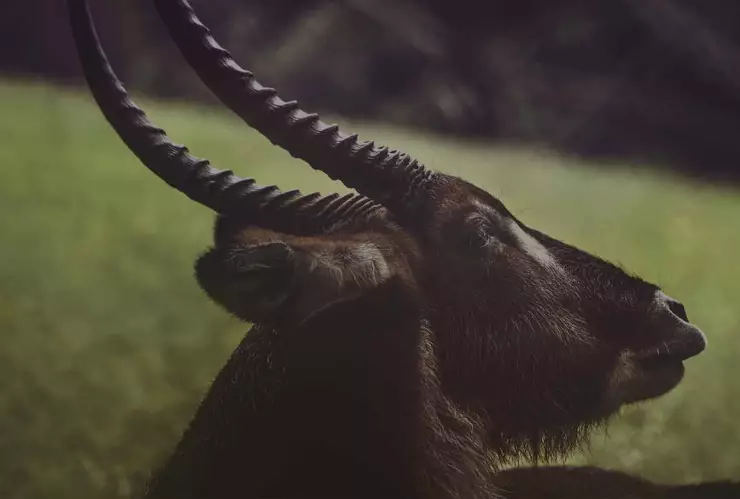 El Huay Chivo una de las leyendas de Quintana Roo más populares