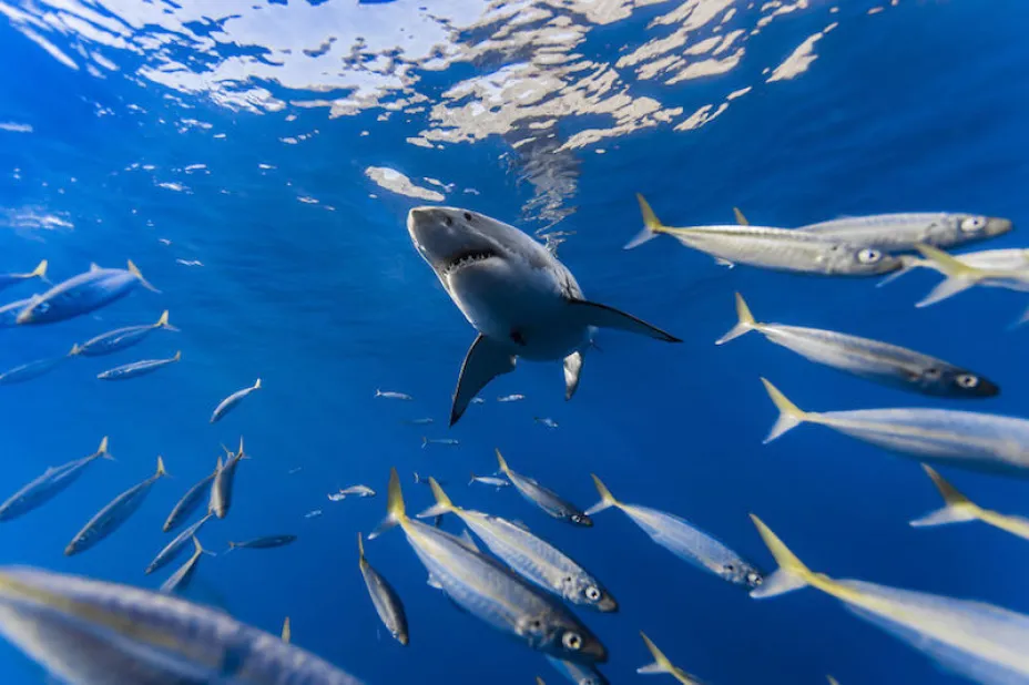 shark3.jpg