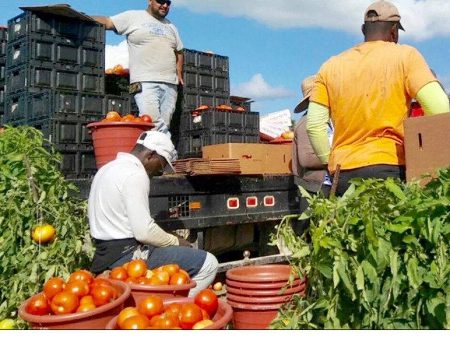 Tomate mexicano