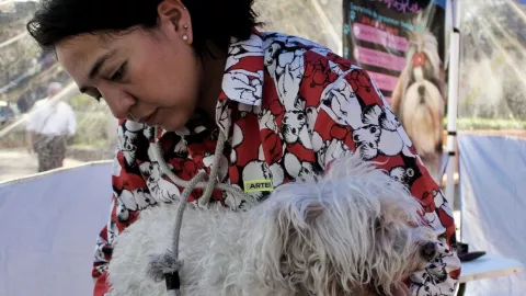Ventajas de esterilización de mascotas