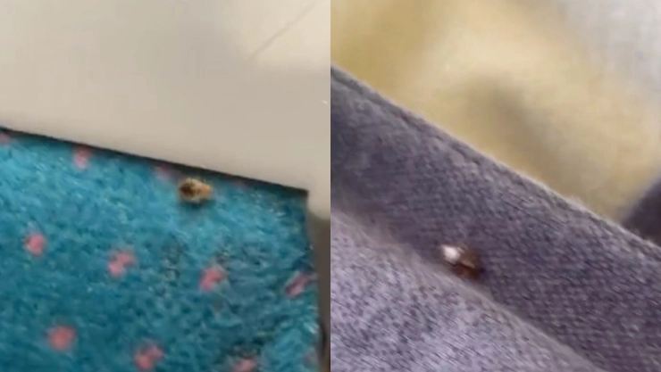 Francia enfrenta una plaga de chinches en París; están en cines y transporte público