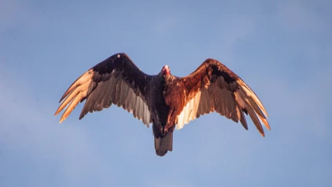 VIDEO_ Cóndor toma por sorpresa a piloto y rompe parabrisas