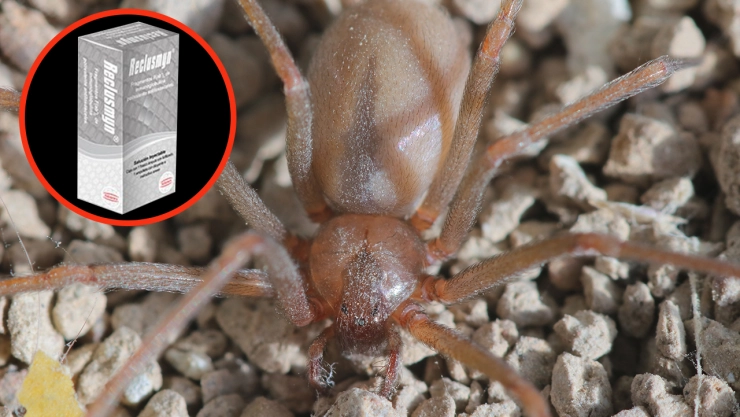 Precio antídoto contra mordedura de araña violinista