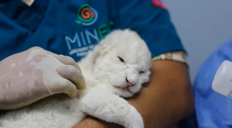Nacen tres leones blancos en zoo de Venezuela; así los recibieron