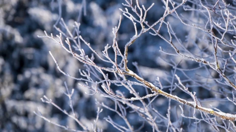 Mazamitla: El pueblo mágico de Jalisco donde puedes ver caer nieve