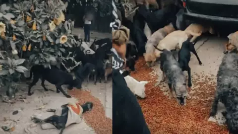 ¿Tacos de perros? Rescatan a 65 perritos de presunto rastro clandestino