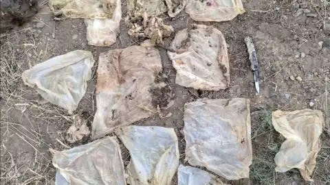 basura-estomago-oso