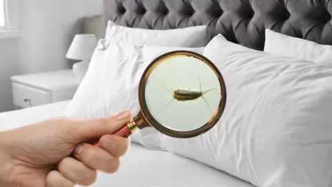 Pececillo de plata, insecto que se esconde en tu casa y se alimentan de ti ¿cómo eliminarlo?