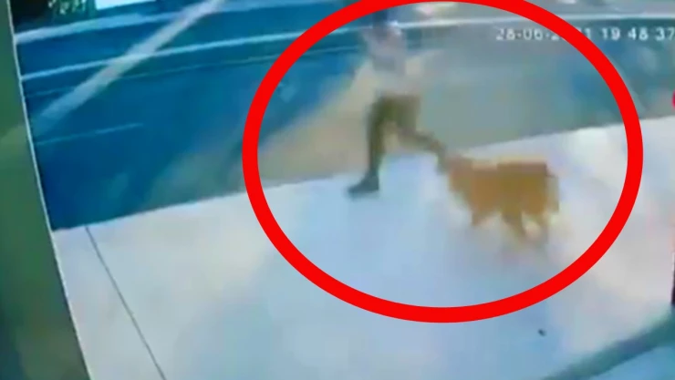 Hombre muere atropellado al intentar huir del ataque de un perro en la calle