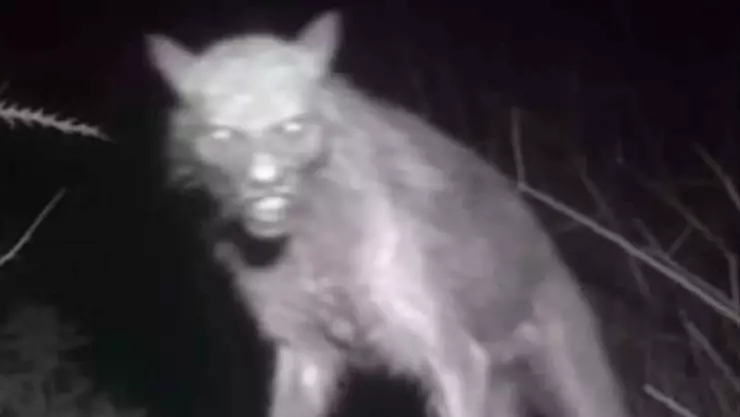 Alertan por avistamiento de presunto Nahual en Oaxaca; ¿es real?